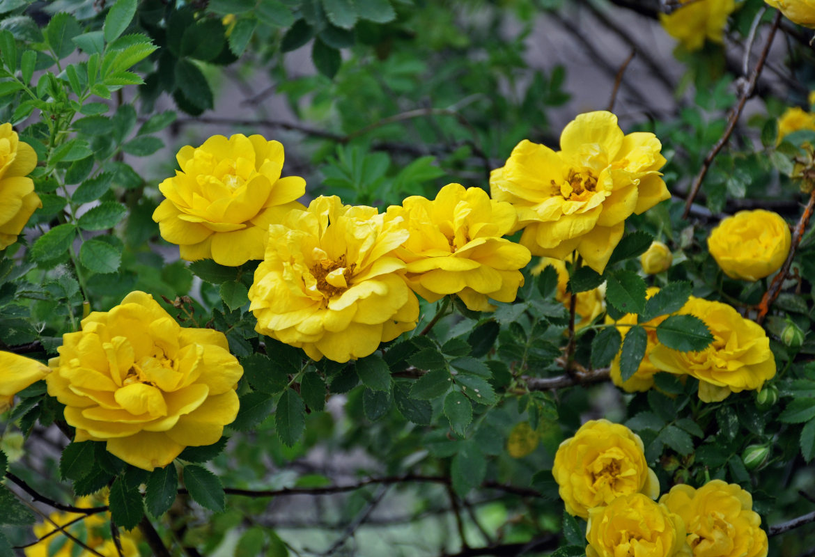 Image of Rosa foetida var. persiana specimen.