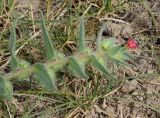 Nonea caspica