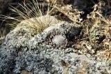 Orostachys spinosa. Покоящееся растение. Приморский край, окр. с. Староварваровка, Анучинского р-на, скальный выход. 29.03.2020.