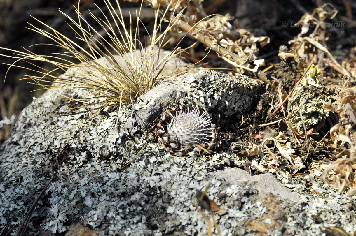 Image of Orostachys spinosa specimen.