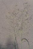 Poa palustris