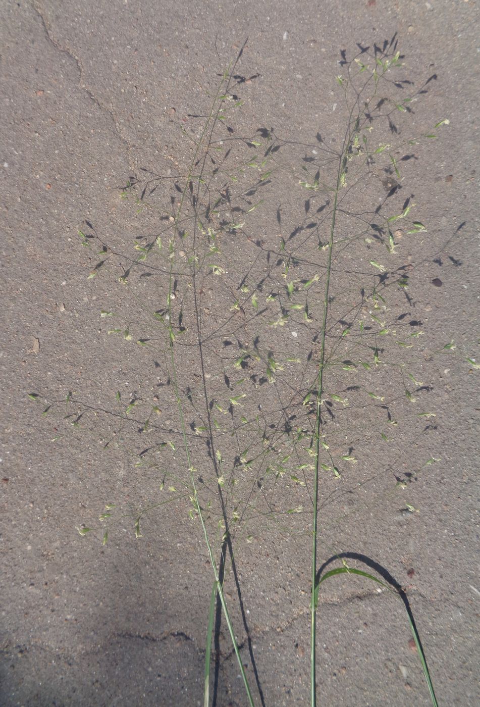 Image of Poa palustris specimen.