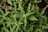 Chamaenerion latifolium