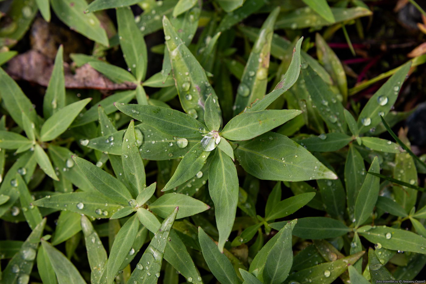 Image of Chamaenerion latifolium specimen.