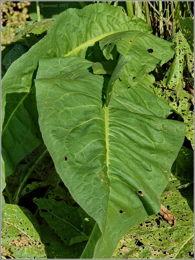 Image of Rumex hydrolapathum specimen.