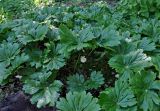 Podophyllum peltatum