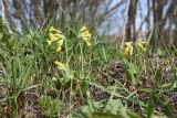 Primula veris