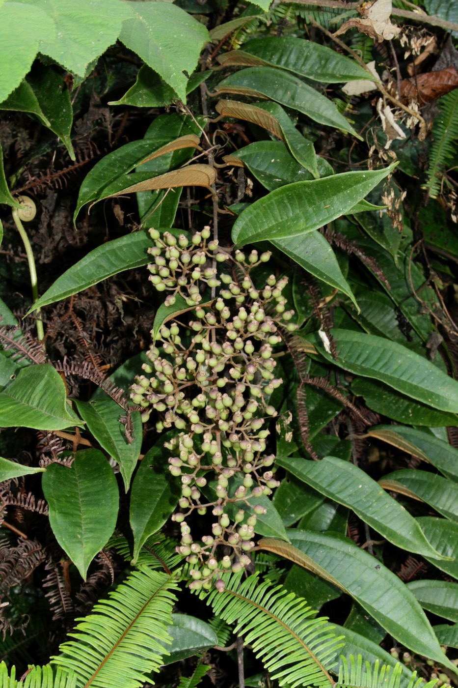 Image of Diplectria divaricata specimen.