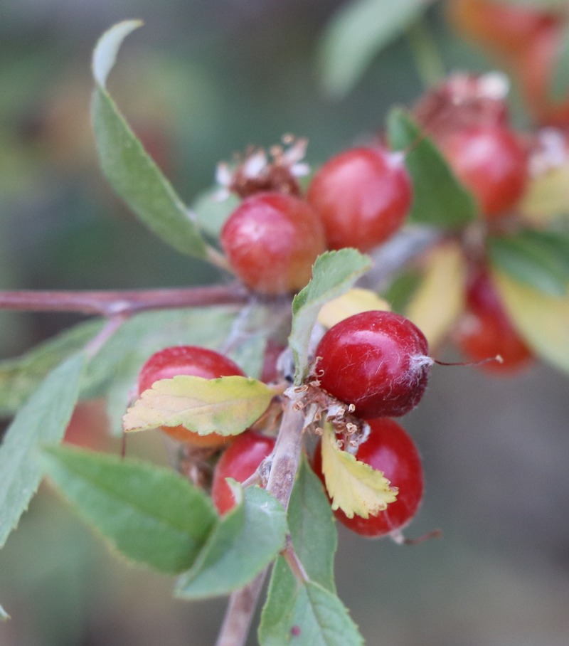 Image of Cerasus incana specimen.