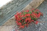 Euphorbia petrophila. Плодоносящее растение с осыпающимися плодами (в сообществе с Seseli ponticum). Краснодарский край, м/о г. Геленджик, окр. пос. Кабардинка, гора Дооб, приморский склон, на скальном обнажении. 21.06.2020.