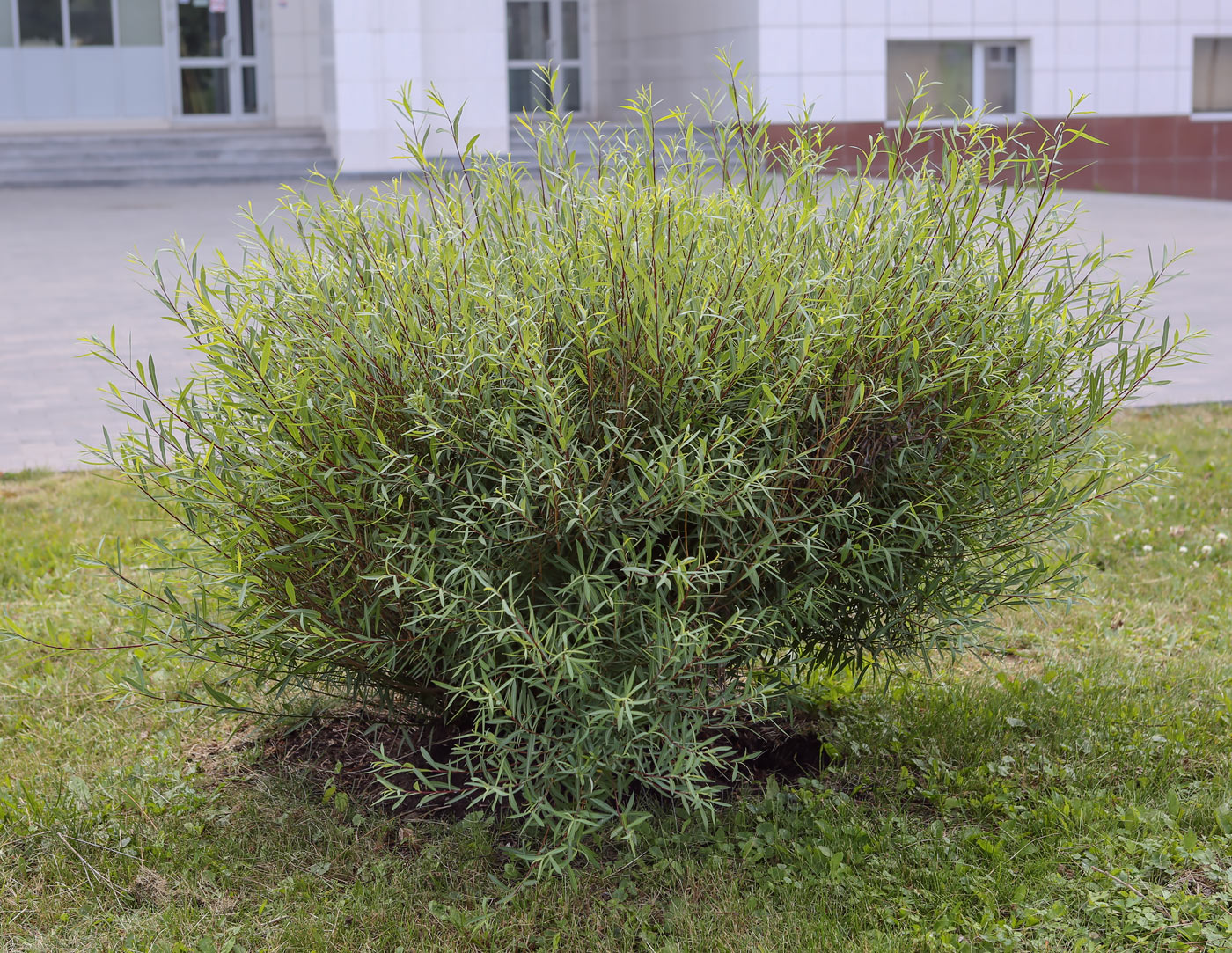 Image of Salix purpurea specimen.