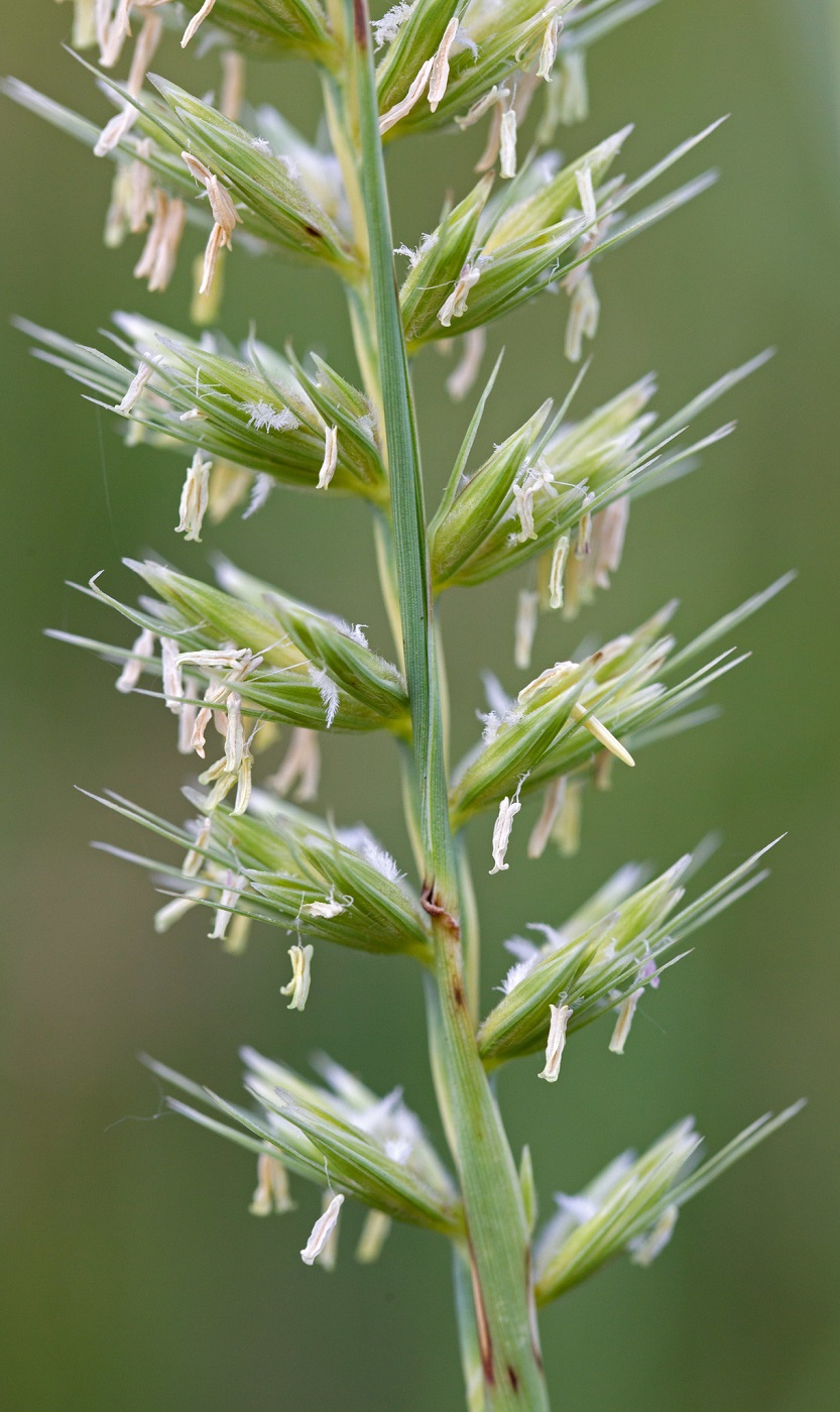 Image of genus Leymus specimen.