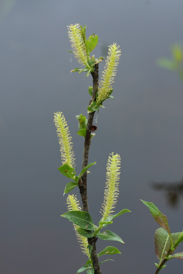 Image of Salix triandra specimen.