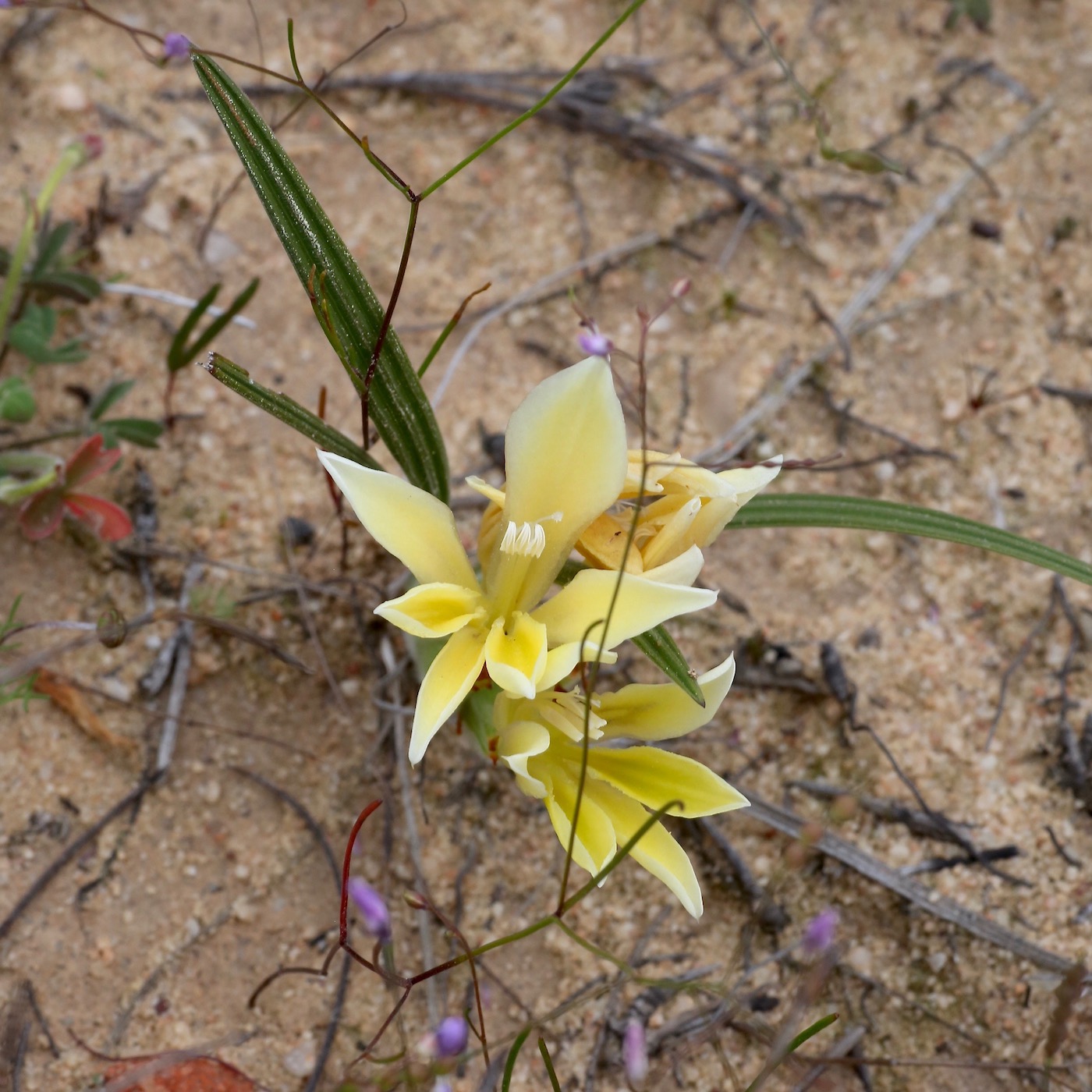 Image of Babiana vanzijliae specimen.