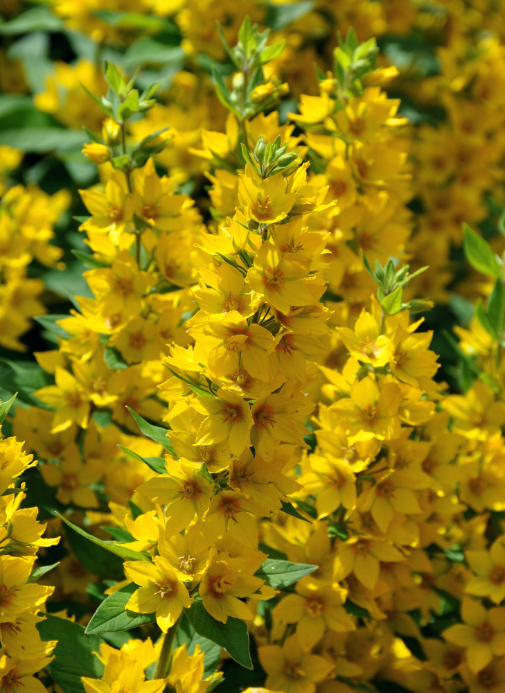 Image of Lysimachia punctata specimen.