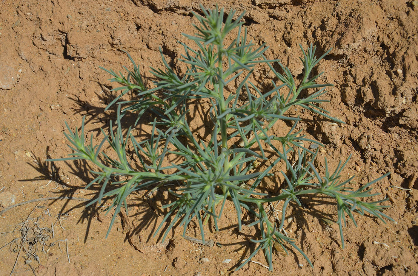 Изображение особи семейство Chenopodiaceae.