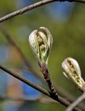 Sorbus aucuparia. Побег с разворачивающимися листьями и развивающимися соцветиями. Московская обл., окр. г. Железнодорожный, опушка смешанного леса. 02.05.2020.