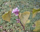 Syringa vulgaris