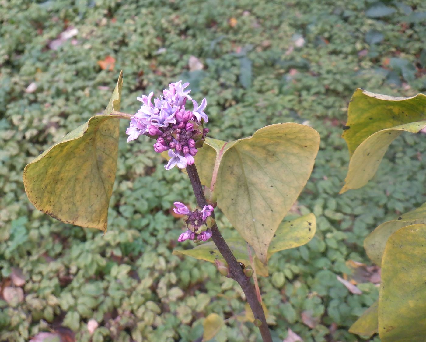 Image of Syringa vulgaris specimen.