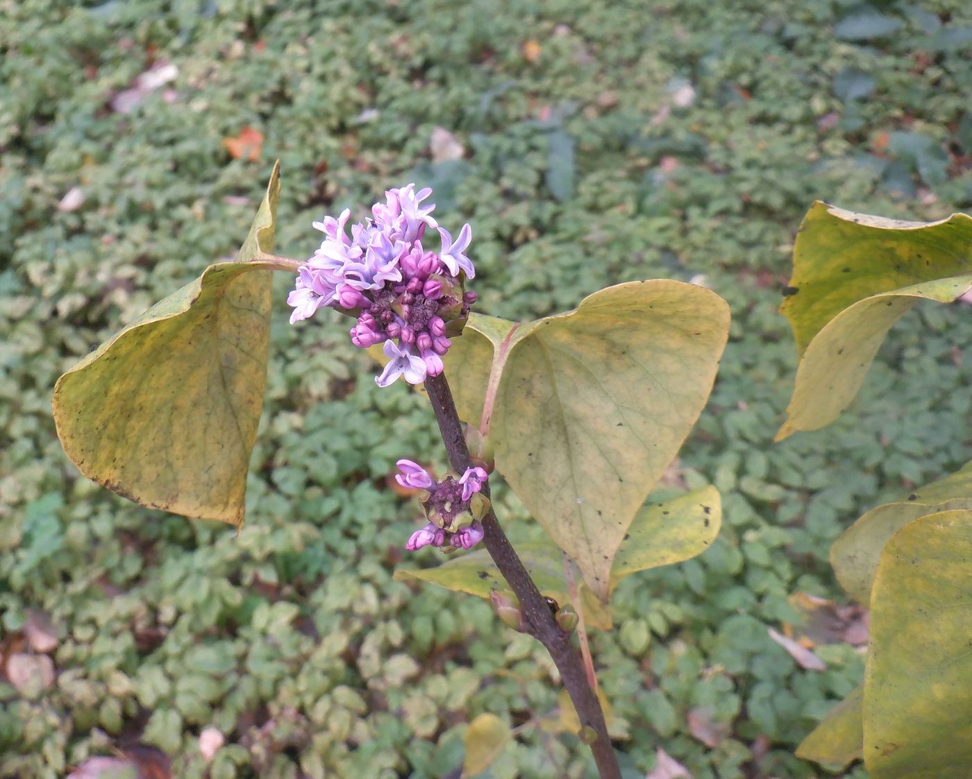 Изображение особи Syringa vulgaris.