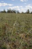 Stipa krylovii