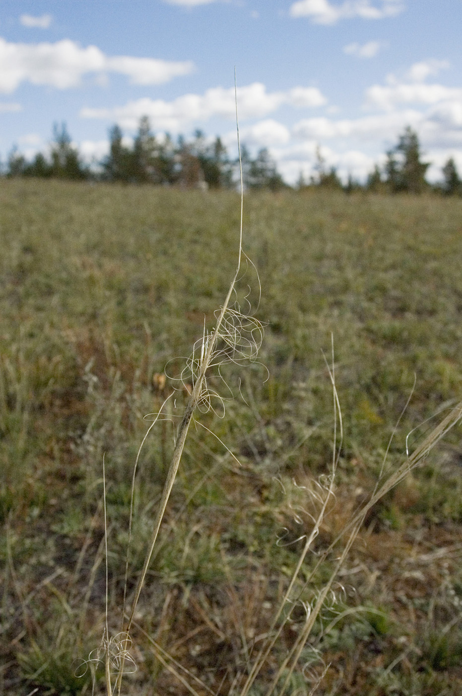 Изображение особи Stipa krylovii.