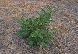 Glycyrrhiza glabra. Вегетирующее растение. Калмыкия, г. Элиста, пустырь. 18.08.2020.