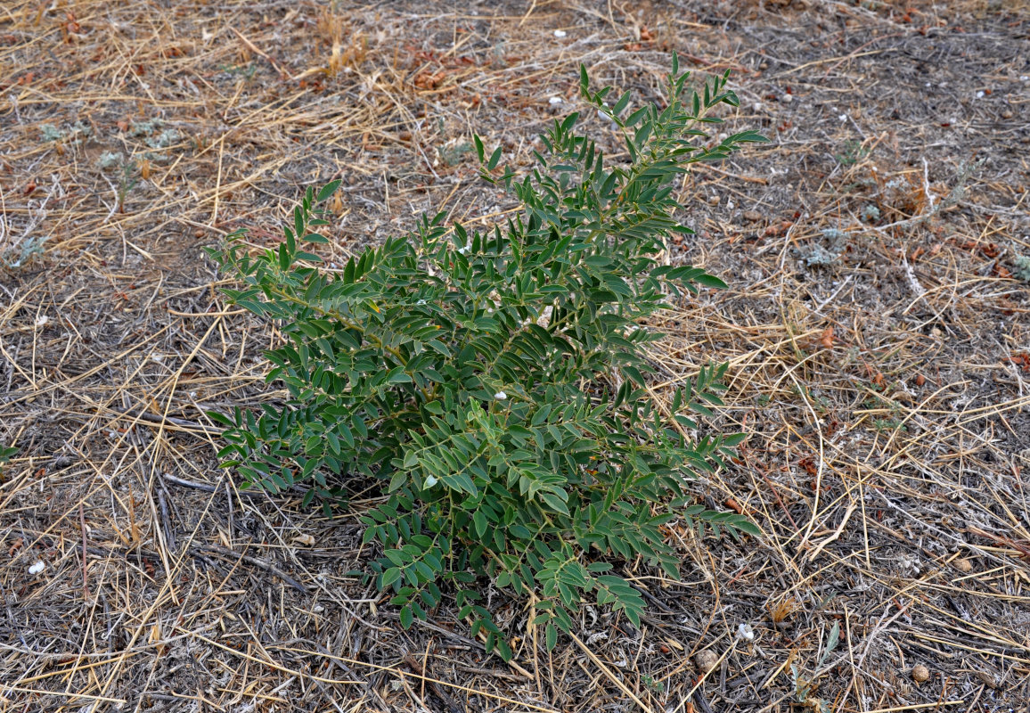 Изображение особи Glycyrrhiza glabra.