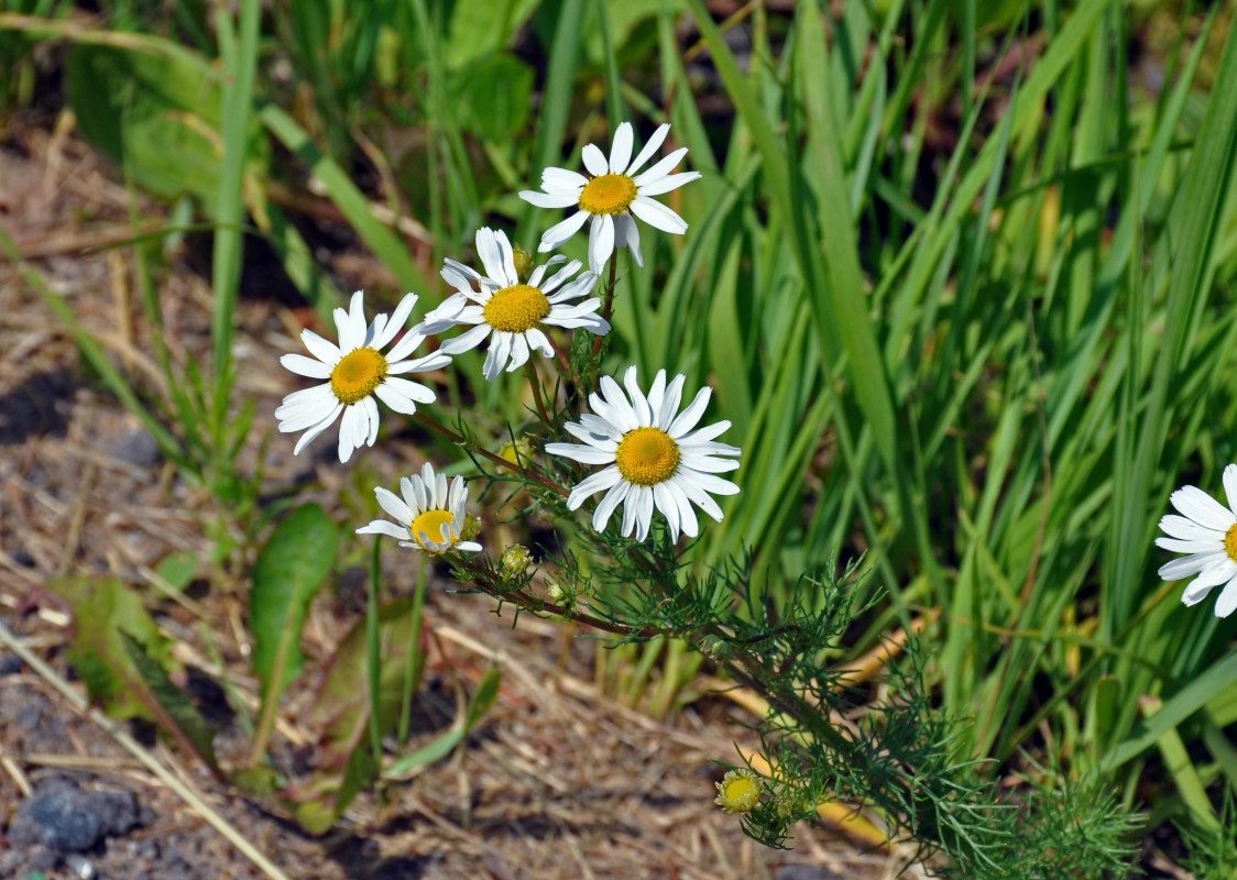 Изображение особи Tripleurospermum inodorum.