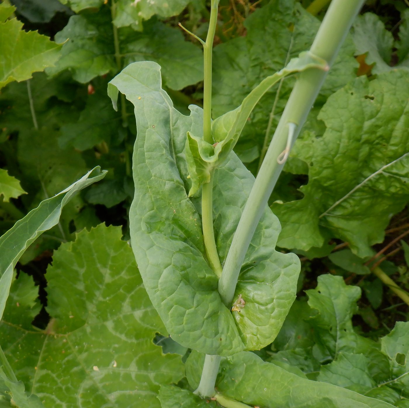 Image of Brassica rapa specimen.