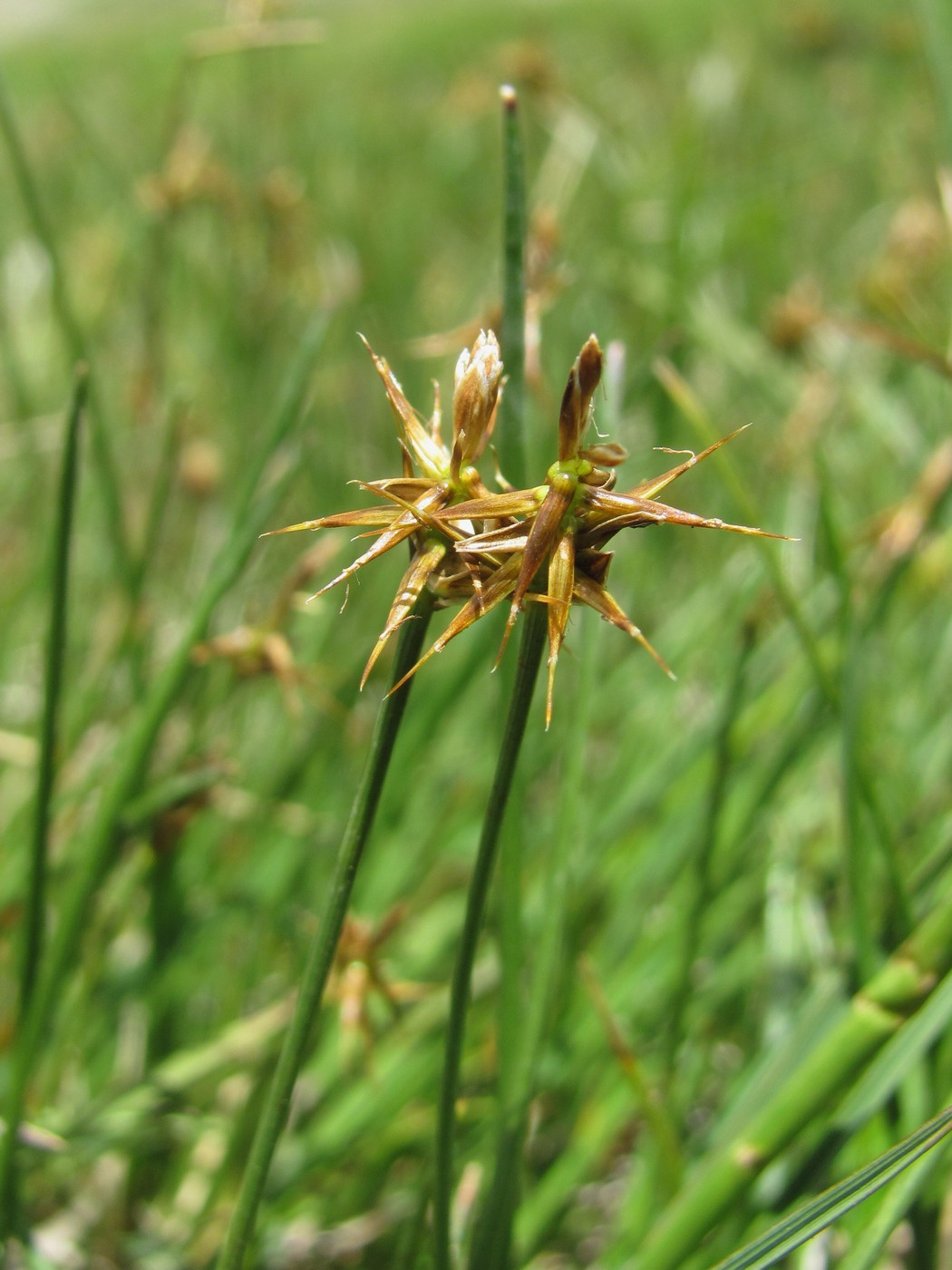 Image of Carex microglochin specimen.