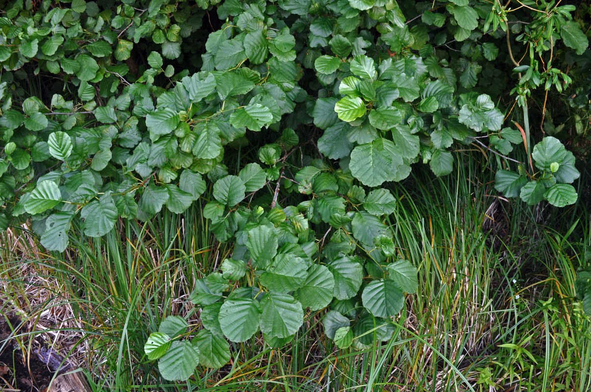 Image of Alnus glutinosa specimen.