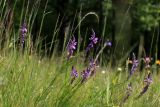 Polygala comosa