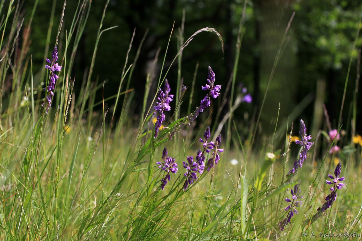 Image of Polygala comosa specimen.