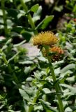 Rhodiola heterodonta