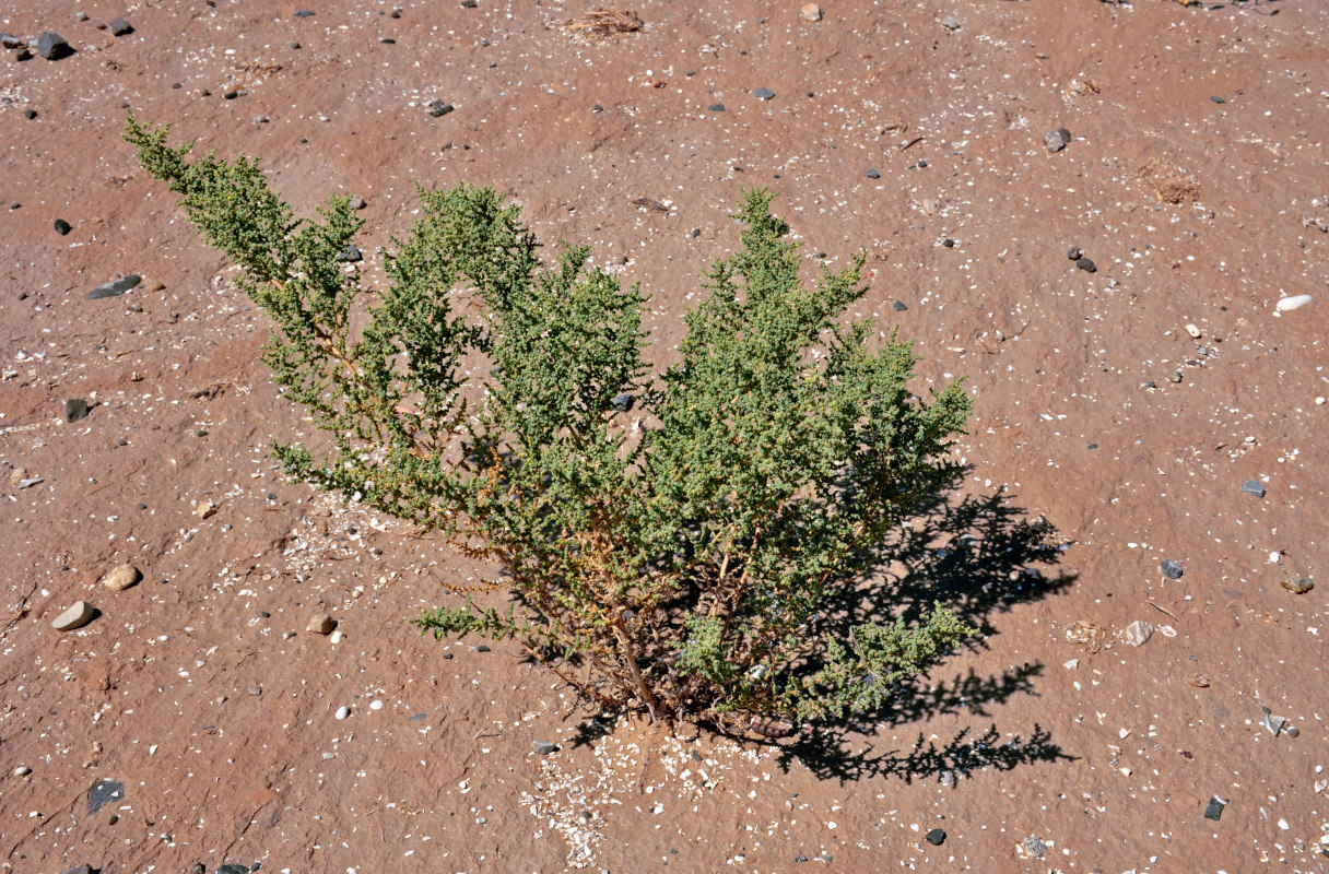 Image of genus Salsola specimen.