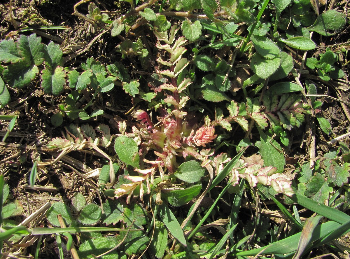 Image of Poterium sanguisorba specimen.