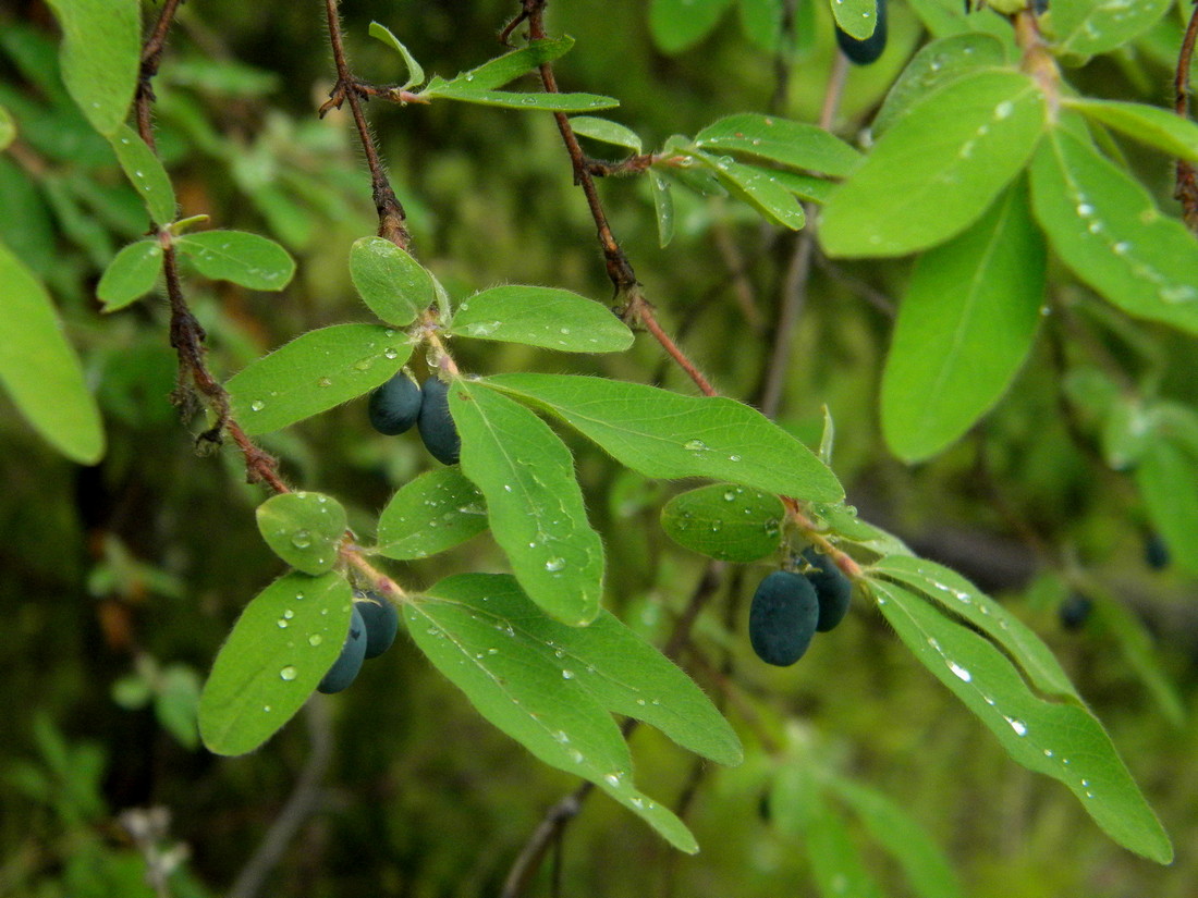 Image of Lonicera pallasii specimen.