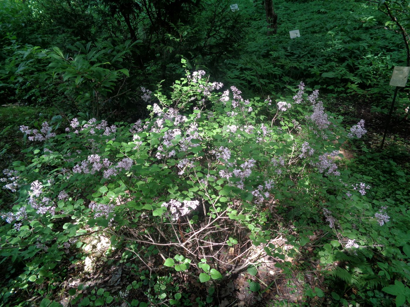 Image of Syringa meyeri specimen.
