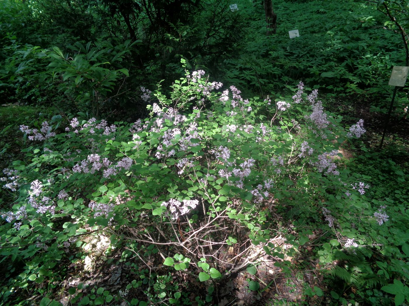 Изображение особи Syringa meyeri.