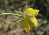 Ranunculus aleae