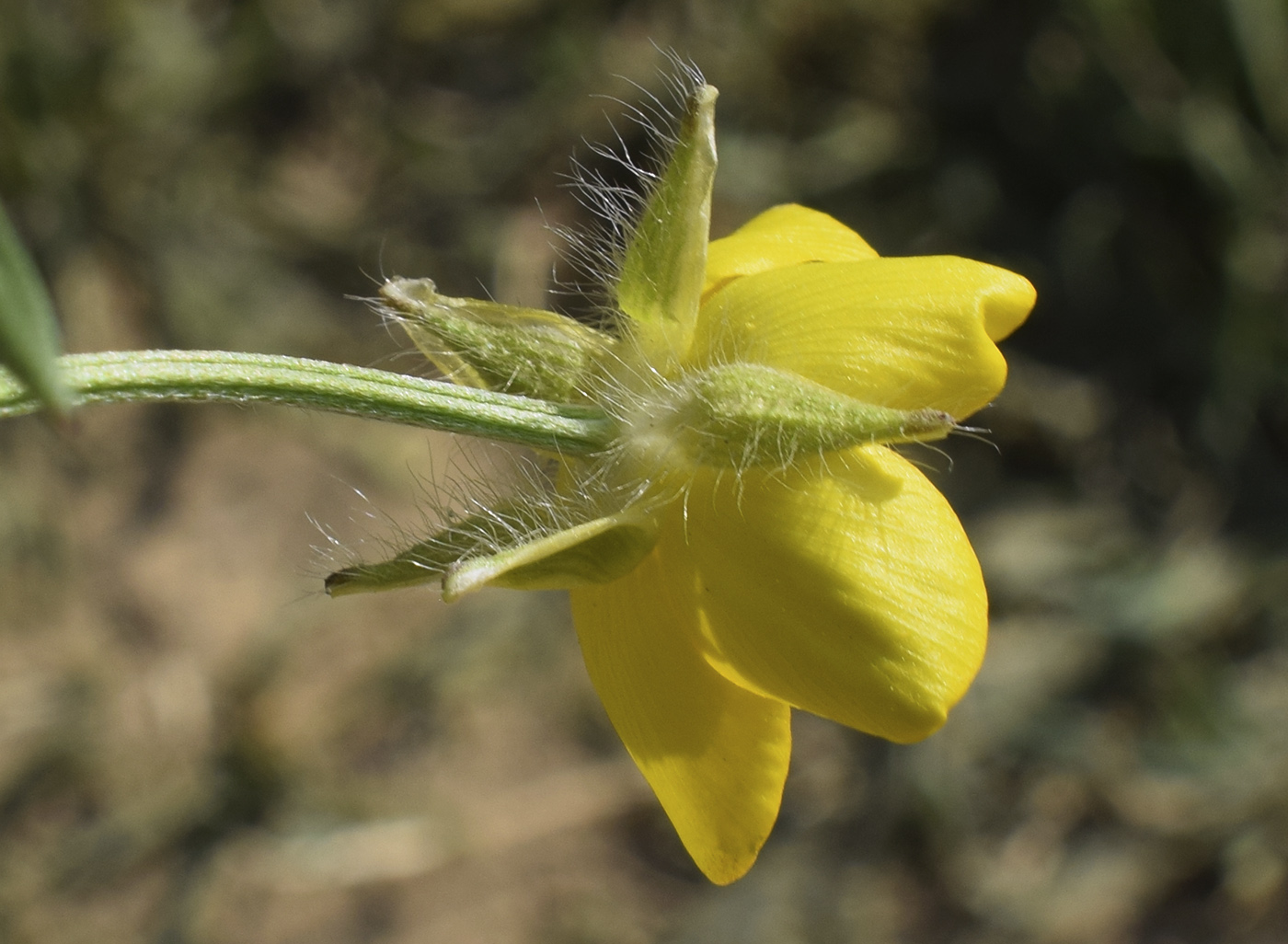 Image of Ranunculus aleae specimen.