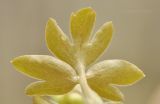 Adoxa moschatellina