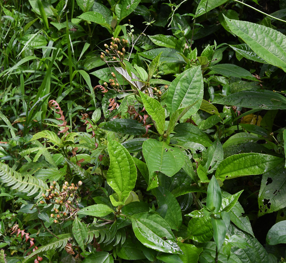 Изображение особи Liabum vargasii.