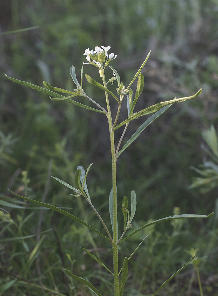 Image of Erysimum leucanthemum specimen.