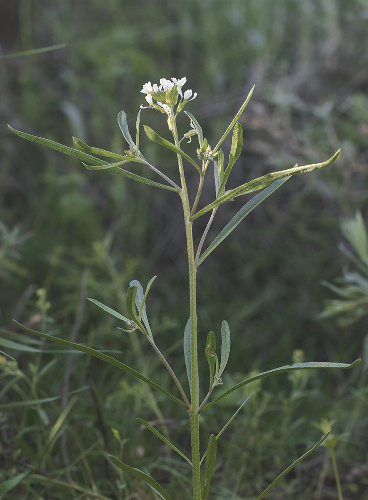 Изображение особи Erysimum leucanthemum.