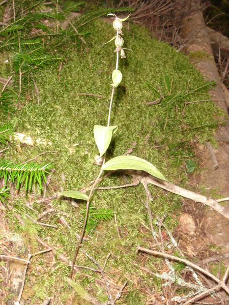 Image of Epipactis papillosa specimen.