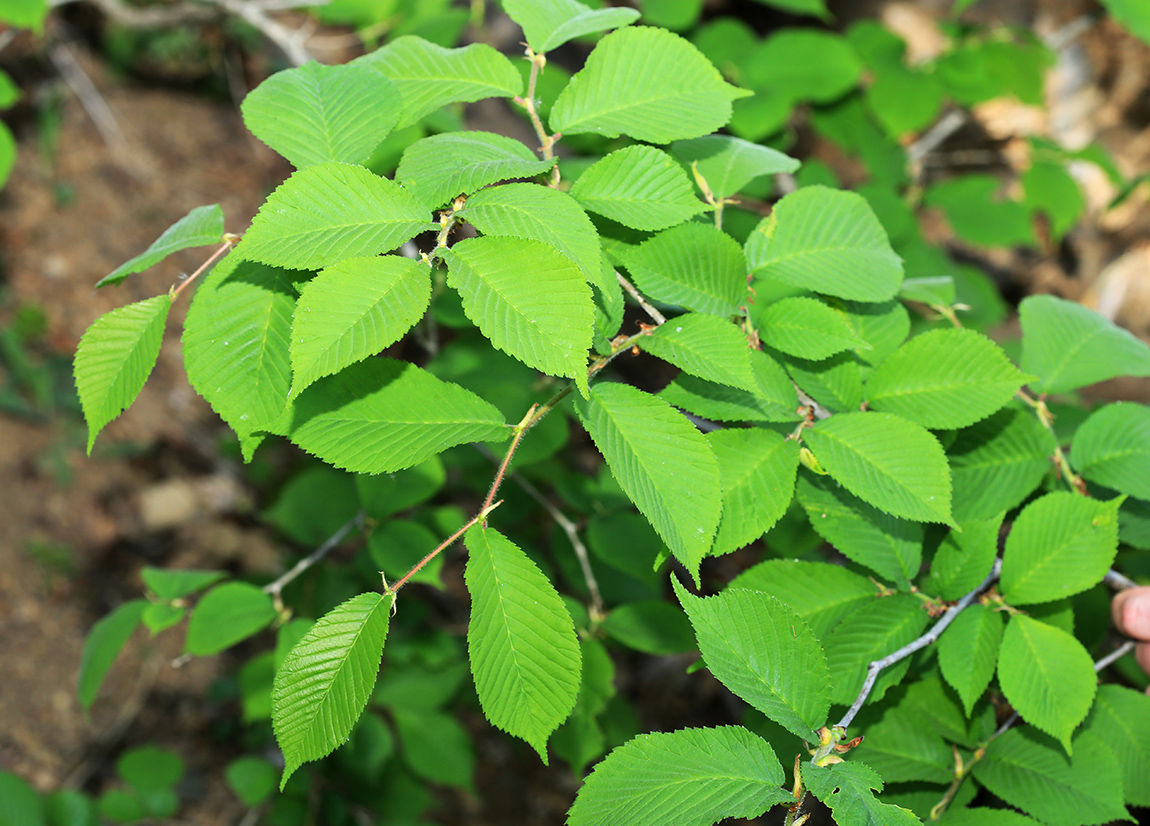 Изображение особи Ulmus macrocarpa.