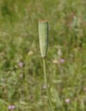 Papaver albiflorum