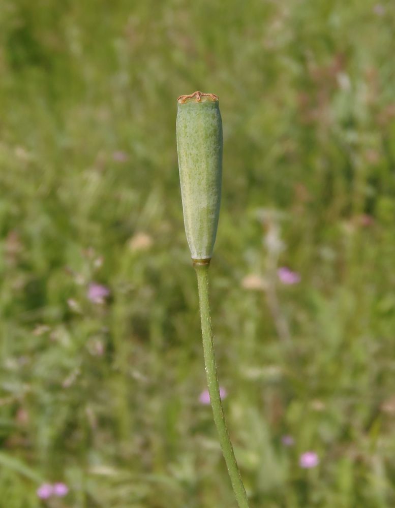 Изображение особи Papaver albiflorum.